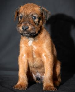 ���������� ������ �����