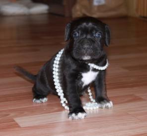 ����������� ���� ����� �����