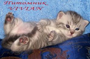 Британские (не страйты) котята вискас (тебби) из питомника VIVIAN.
