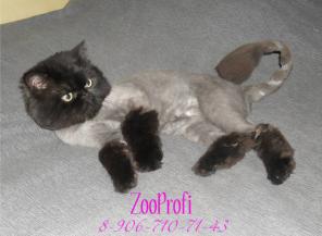 ������� ����� � ����� � ������� ������� �� ��� �� ����, ���