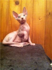 Канадский Сфинкс Голубоглазые, Разноглазые котята из питомника ROYAL CAT