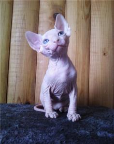 Канадский Сфинкс Голубоглазые, Разноглазые котята из питомника ROYAL CAT