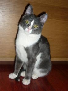 Котенок Тимоша 4 мес. в заботливые руки срочно.