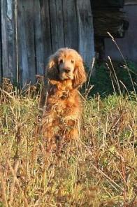 Кобель, 6 лет, английский кокер спаниель.