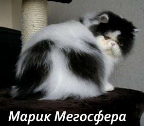 Роскошный персидский котик