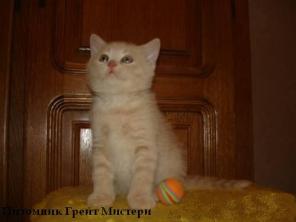 Британские котята