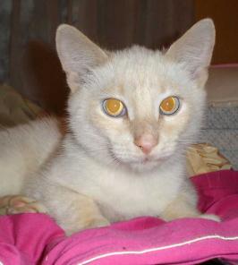 Котик Персей в дар