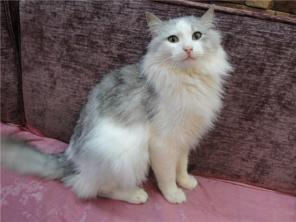 Шикарный кот Сеня украсит Вашу жизнь.