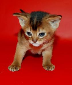 Абиссинские котята.