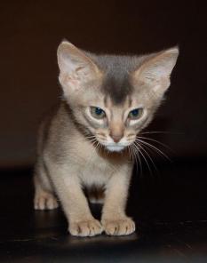 Абиссинские котята.