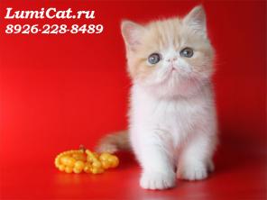 Персидские и экзотические котята.