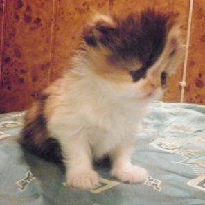 Персидские котята продаю