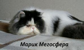 Роскошный персидский котик