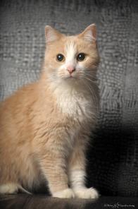 Глаша. Кошка, примерно 6 лет.