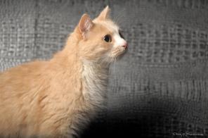 Глаша. Кошка, примерно 6 лет.