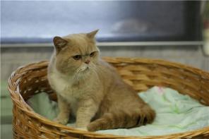 Орешек, необычайно "экзотический" кот.