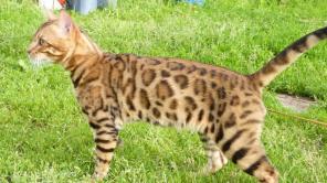 Бенгальские котята от титулованного кота