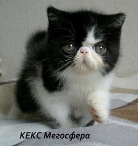 Экзотические короткошерстные котята