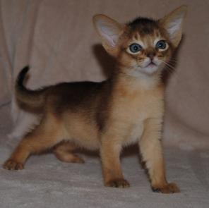 Абиссинские котята