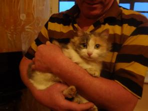 Очень красивая и бесконечно нежная и ласковая кошечка Катенька в дар
