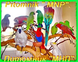 Питомник - "MNP", разведения попугаев, продажа птиц, канареек. Большие, крупные, средние, малые виды попугаев,
