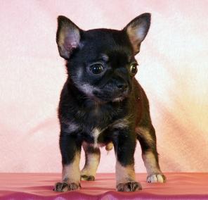 �������� �/� �����