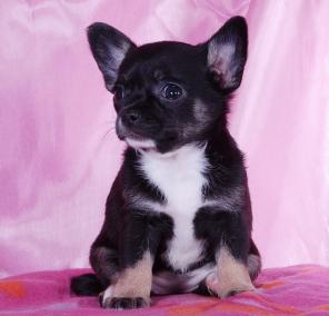 �������� �/� �����