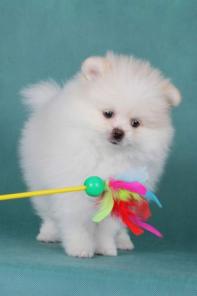 ����������� ����� �� ��������� ���