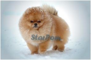 ���� ����������� - ����� ������ ������