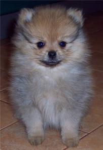 ���� ����������� - ����� ������ ������