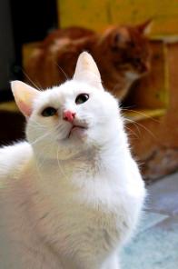 Добрейшая кошечка, умница Белочка ждет добрых хозяев.
