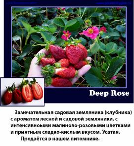 Продаю семена и саженцы малиновоцветной садовой земляники Deep Rose