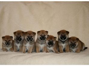   (, Shiba-inu)