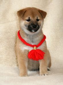   (, Shiba-inu)