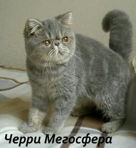 Голубая плюшевая экзоточка