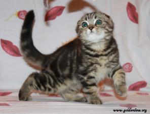 Вислоухие котята