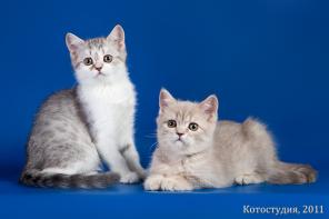 Клубные шотландские котята (скоттиш-страйты)