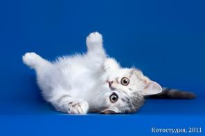 Клубные шотландские котята (скоттиш-страйты)