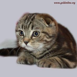 Шотландские вислоухие котята