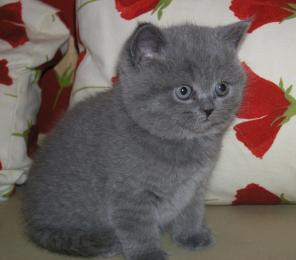 Элитные Британские котята