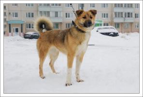 Замечательная собака Луша в дар
