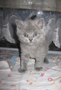 Британские котята