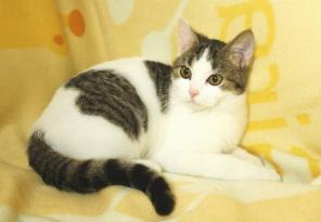Луиза – очаровательная киса! Котенок в дар!