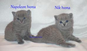 Продаются британские котята из питомника Ivona