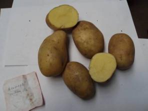 Качественный элитный семенной картофель, экологически чистый!