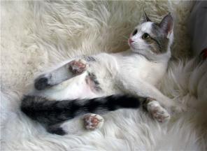 Котик Венечка ищет дом!