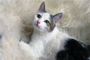 Котик Венечка ищет дом!