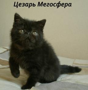 Черный экзотический котик