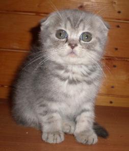 Британские и вислоухие котята