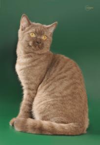 Шотландский котенок редкого окраса